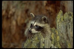 Image of Northern Raccoon