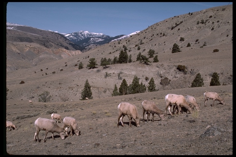 Image of bighorn sheep