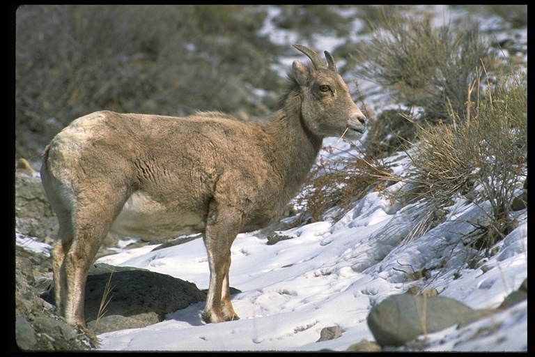 Image of bighorn sheep