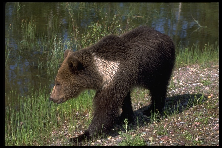 Image of grizzly bear