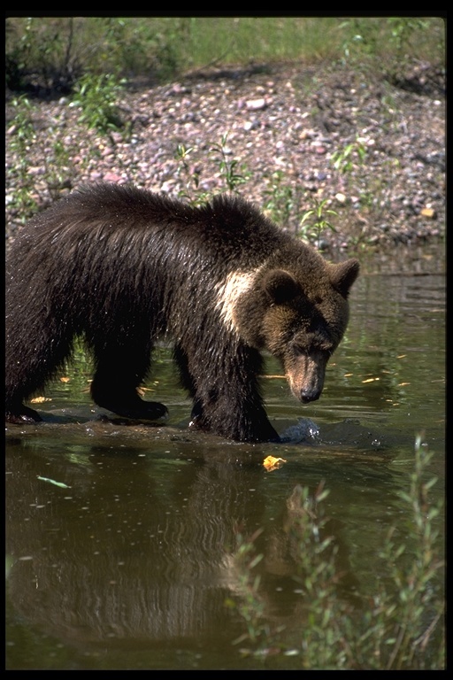 Image of grizzly bear