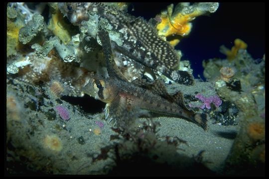 Image of Sailfin sculpin