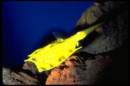 Image of Longhorn cowfish