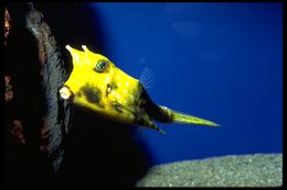 Image of Longhorn cowfish