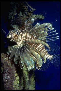 Image of Common lionfish