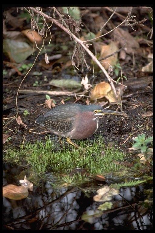 Butorides virescens (Linnaeus 1758) resmi