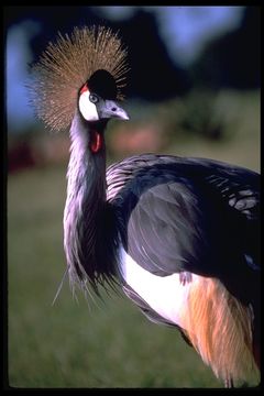 Image of Grey Crowned Crane