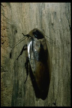 Image of Caribbean Giant Cockroach