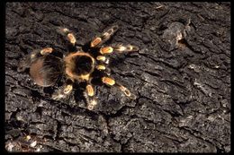 Sivun Meksikonpunapolvitarantula kuva