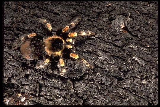 Image of Mexican Red Knee Tarantula