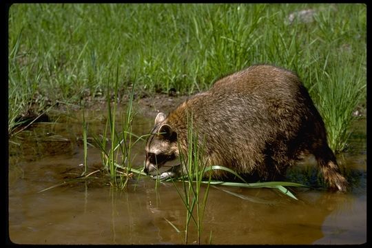 Image of Northern Raccoon