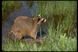 Image of Northern Raccoon