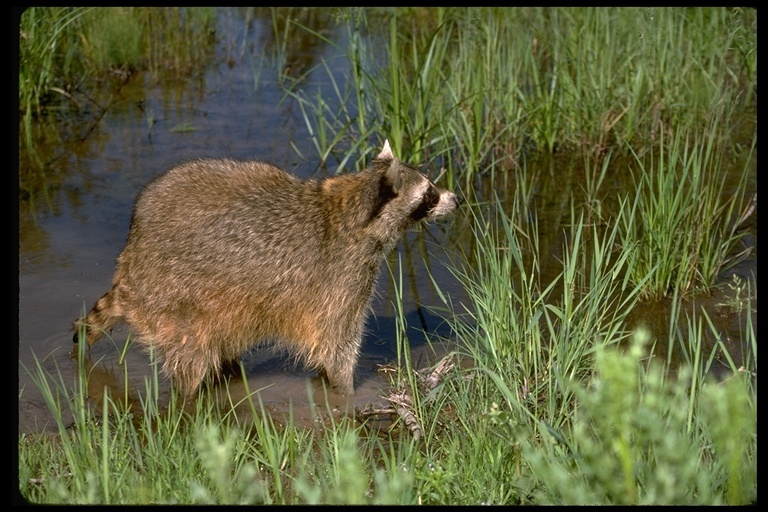 Image of Northern Raccoon