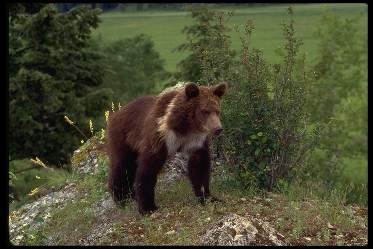 Image of grizzly bear