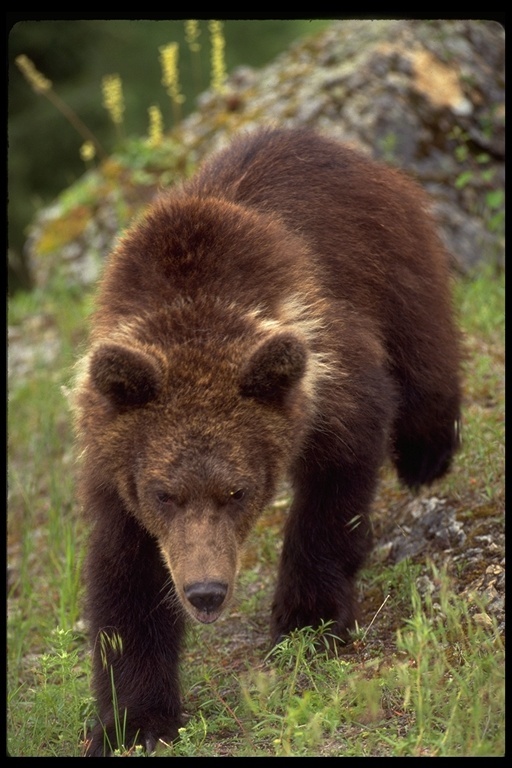 Image of grizzly bear