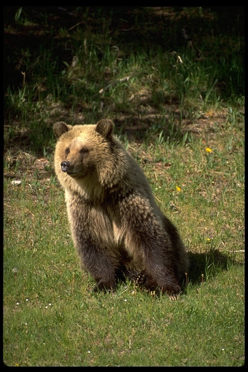 Image of grizzly bear