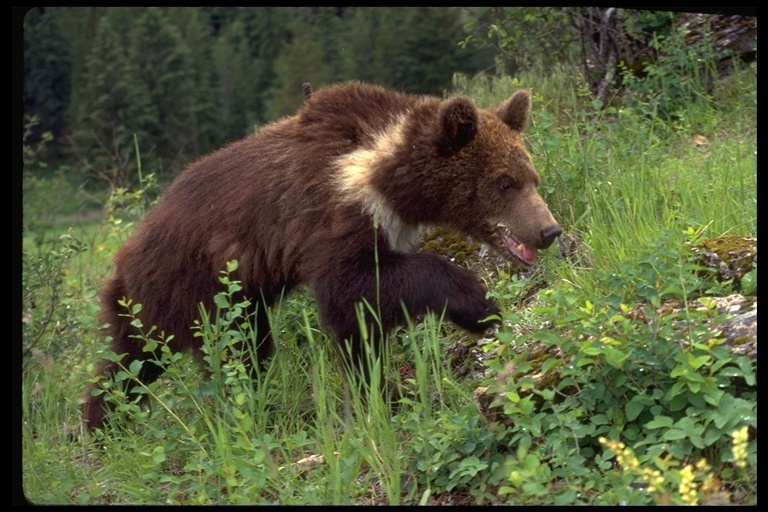 Image of grizzly bear