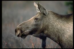 Image of North American Elk