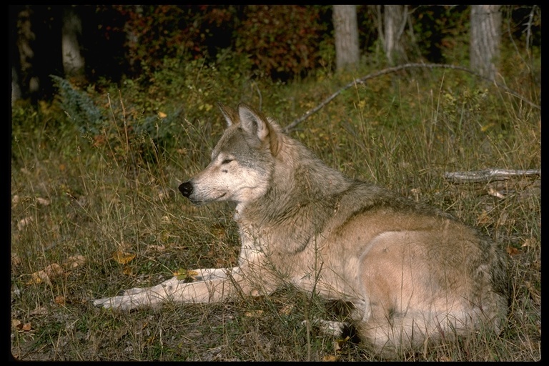 Image of gray wolf