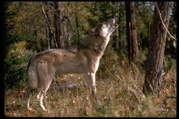 Image of gray wolf