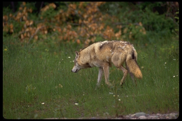 Image of gray wolf