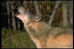 Image of gray wolf