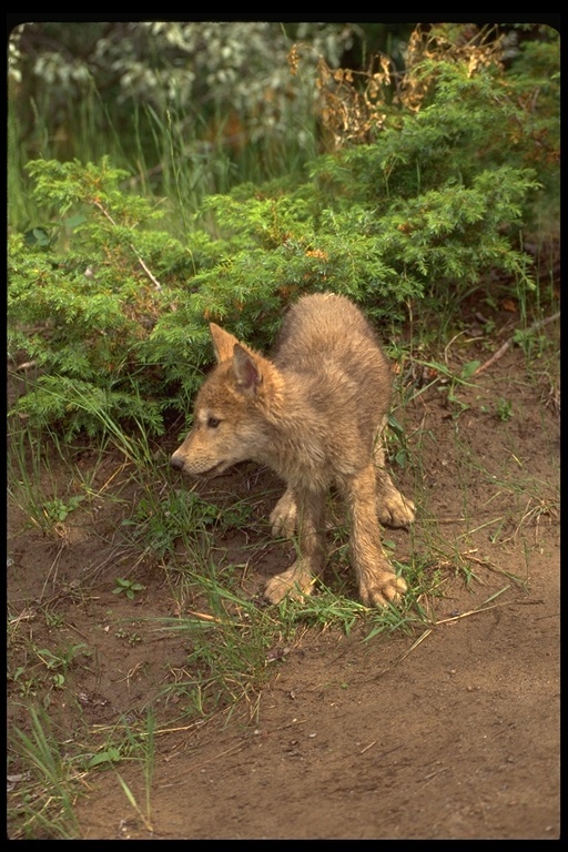 Image of gray wolf