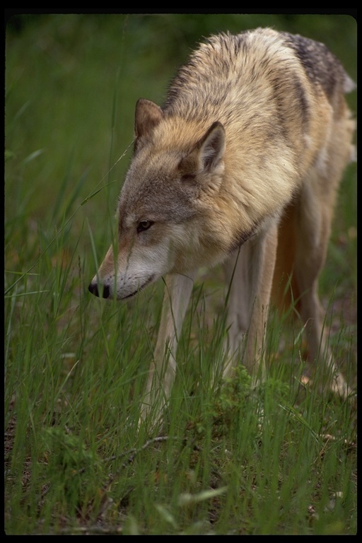 Image of gray wolf