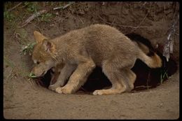 Image of gray wolf