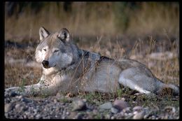 Image of gray wolf