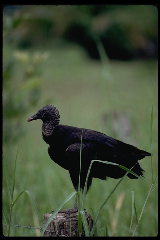 Image of American Black Vulture