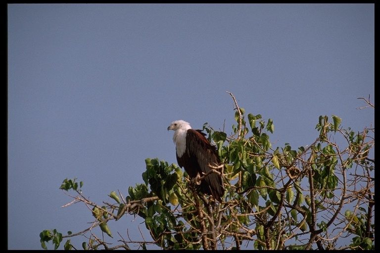 Image of African Fish Eagle