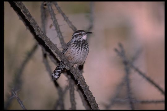 Image of Cactus Wren