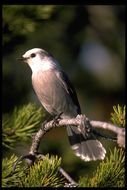 Image of Canada Jay