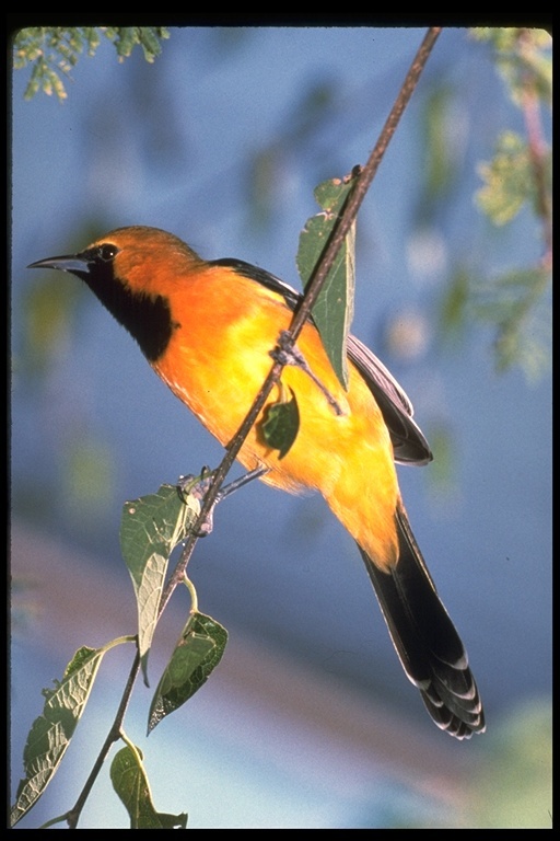 Image of Hooded Oriole