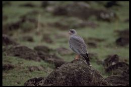 Image of Dark Chanting Goshawk