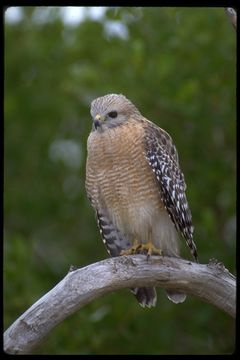 Image of Red-shouldered Hawk