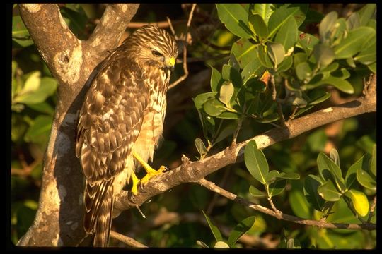 Image of Red-shouldered Hawk