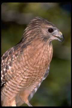 Image of Red-shouldered Hawk