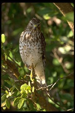 Image of Red-shouldered Hawk