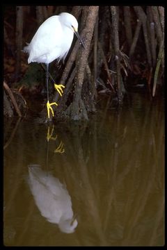 Image de Aigrette neigeuse