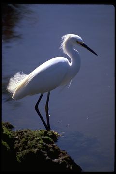 Image de Aigrette neigeuse