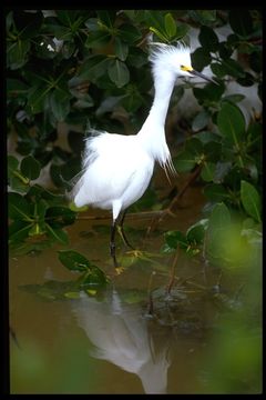 Image de Aigrette neigeuse