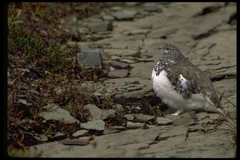 Imagem de Lagopus leucura (Richardson 1831)