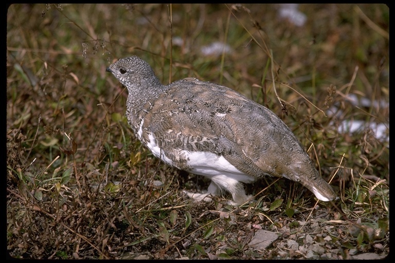 Imagem de Lagopus leucura (Richardson 1831)