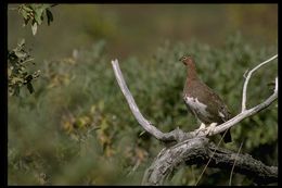 Image of Willow Grouse and Red Grouse