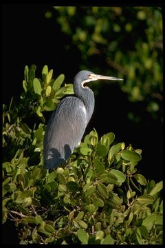 Image of Tricolored Heron