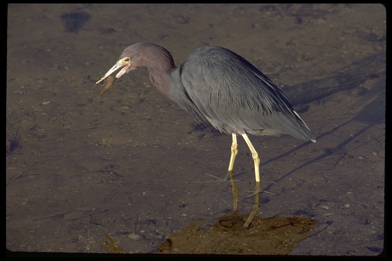 Image of Tricolored Heron