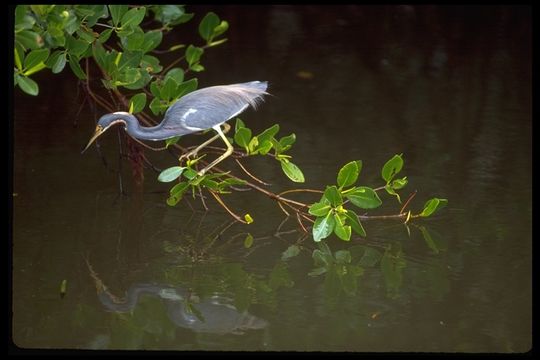 Image of Tricolored Heron