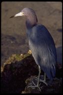 Image of Tricolored Heron